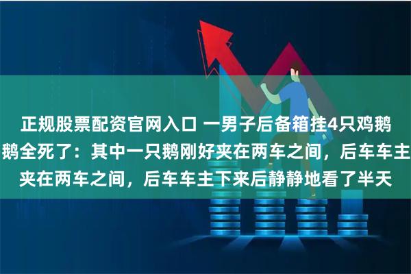 正规股票配资官网入口 一男子后备箱挂4只鸡鹅返程，高速遭追尾，鸡鹅全死了：其中一只鹅刚好夹在两车之间，后车车主下来后静静地看了半天