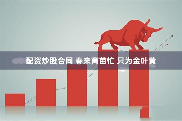 配资炒股合同 春来育苗忙 只为金叶黄